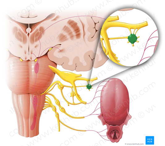 Pterygopalatine ganglion (#4007)