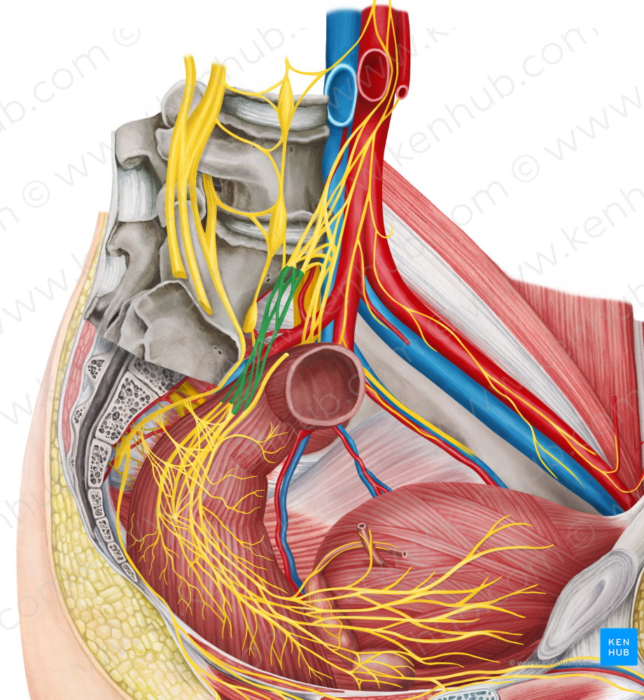 Right hypogastric nerve (#6453)