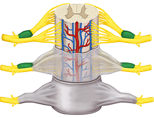 Spinal ganglion (#4011)