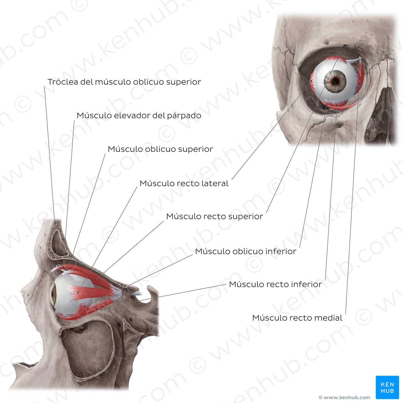 Muscles of the orbit (Spanish)