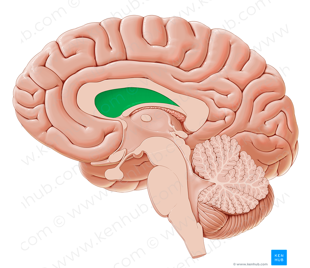 Septum pellucidum (#8989)