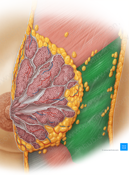 Serratus anterior muscle (#5950)