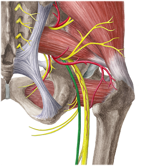 Posterior femoral cutaneous nerve (#6383)