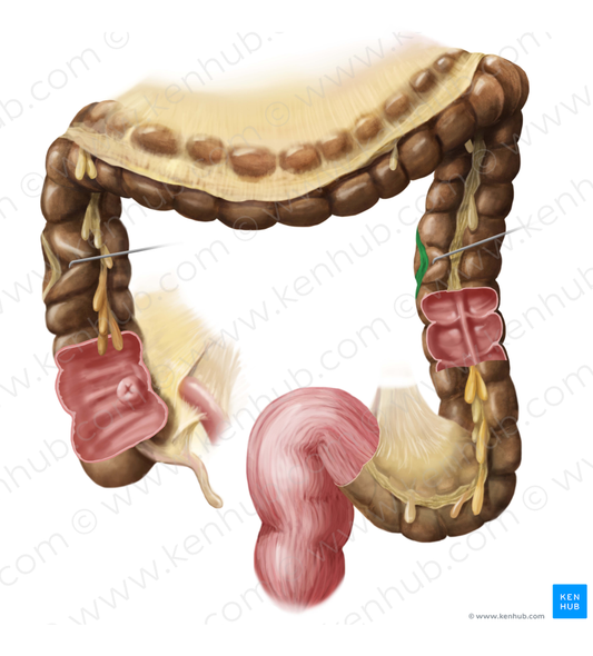 Mesocolic tenia (#9406)