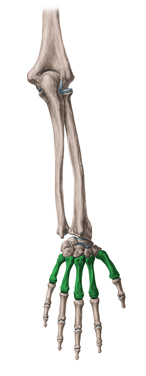Metacarpal bone (#7498)