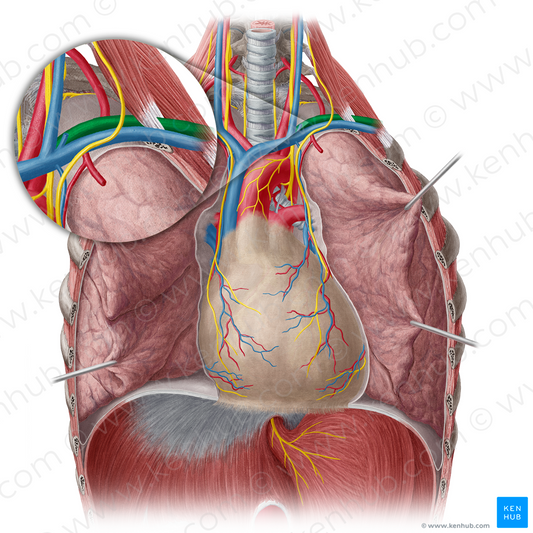 Left subclavian artery (#1831)