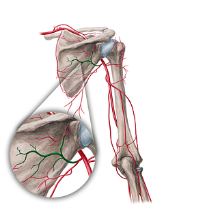 Circumflex scapular artery (#1046)