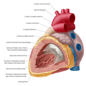 Heart: Left ventricle (German)