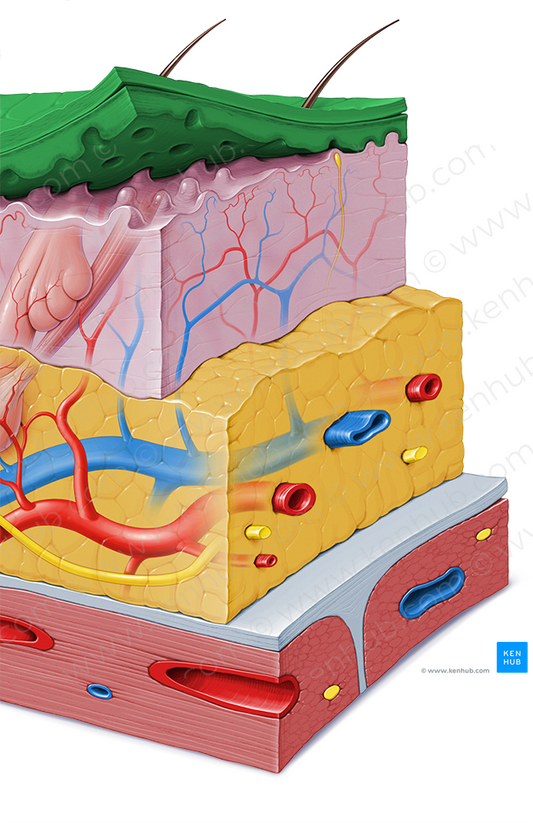 Epidermis (#3406)