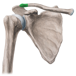 Acromial end of clavicle (#3434)