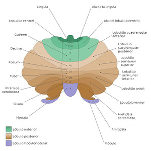 Cerebellum - lobules (schematic) (Spanish)