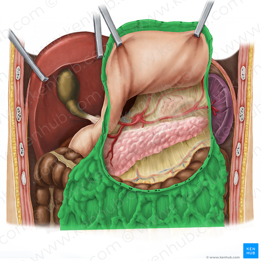 Greater omentum (#7325)