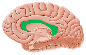 Corpus callosum (#2897)