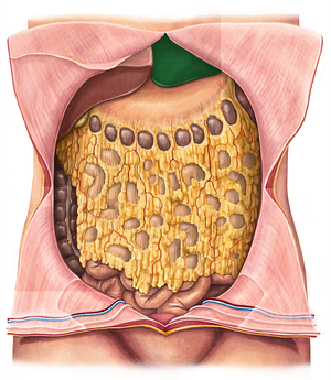 Left lobe of liver (#4812)