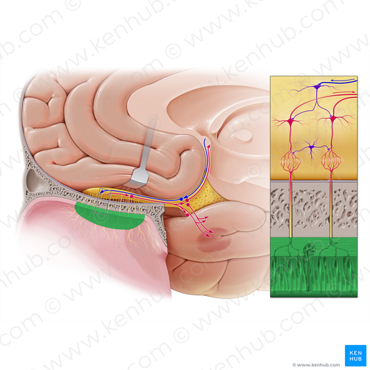 Olfactory part of nasal mucosa (#5113)