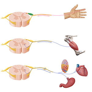 Spinal ganglion (#20910)