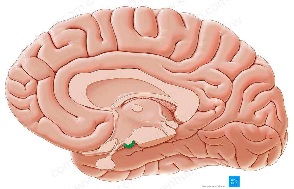 Mammillary body (#2963)