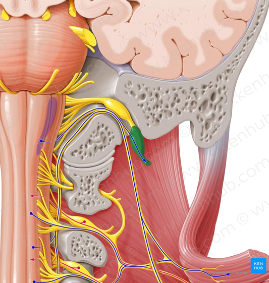 Inferior ganglion of vagus nerve (#3981)