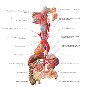 Vagus nerve: lower cervical and thoracoabdominal parts (Spanish)