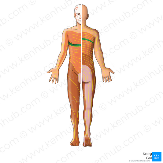 T5 dermatome (#20875)