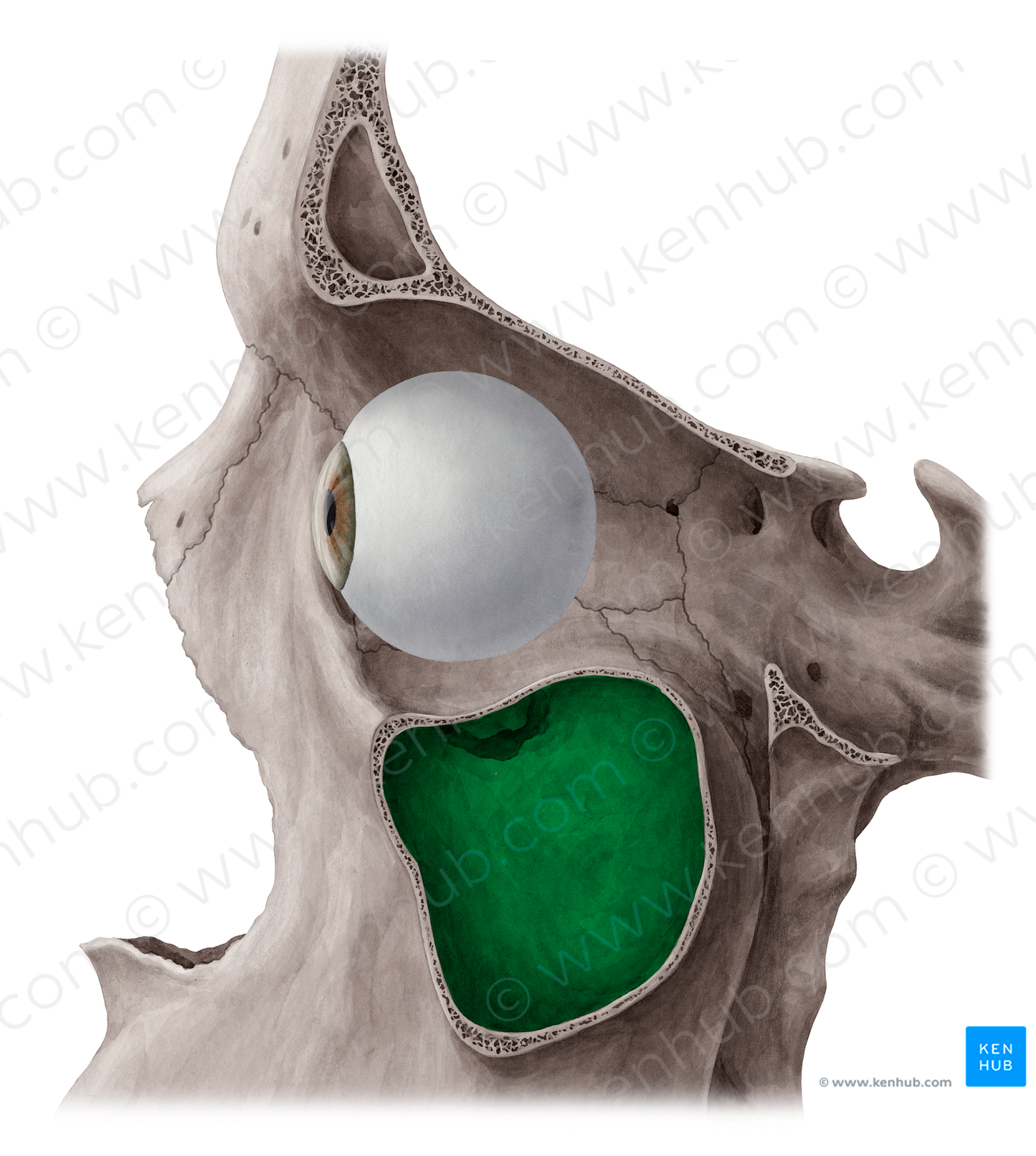 Maxillary sinus (#9021)