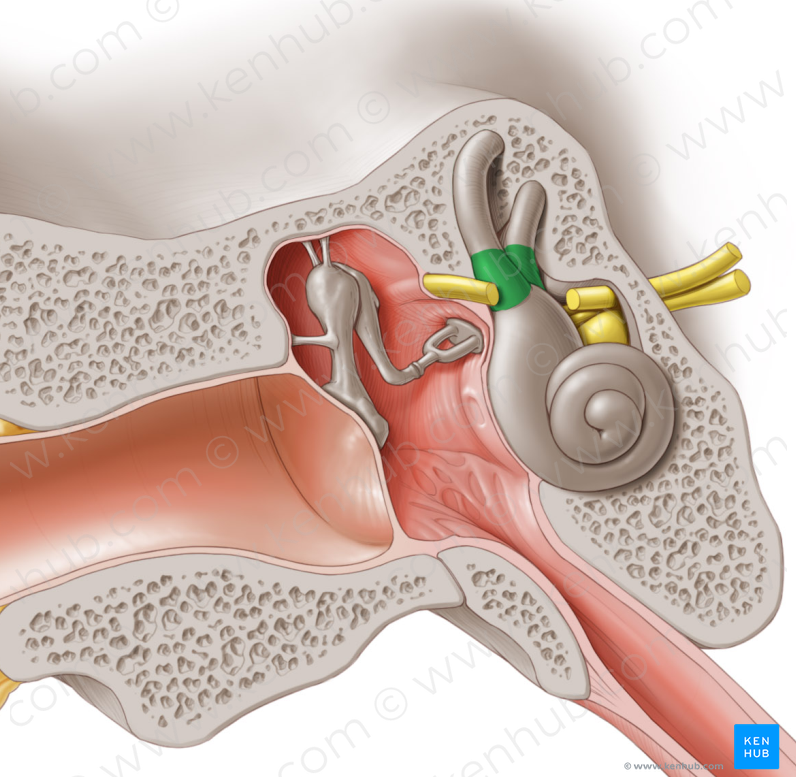 Bony ampullae of semicircular canals (#622)