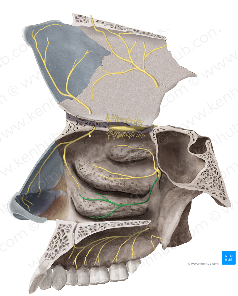 Inferior posterior nasal branches of pterygopalatine ganglion (#6584)