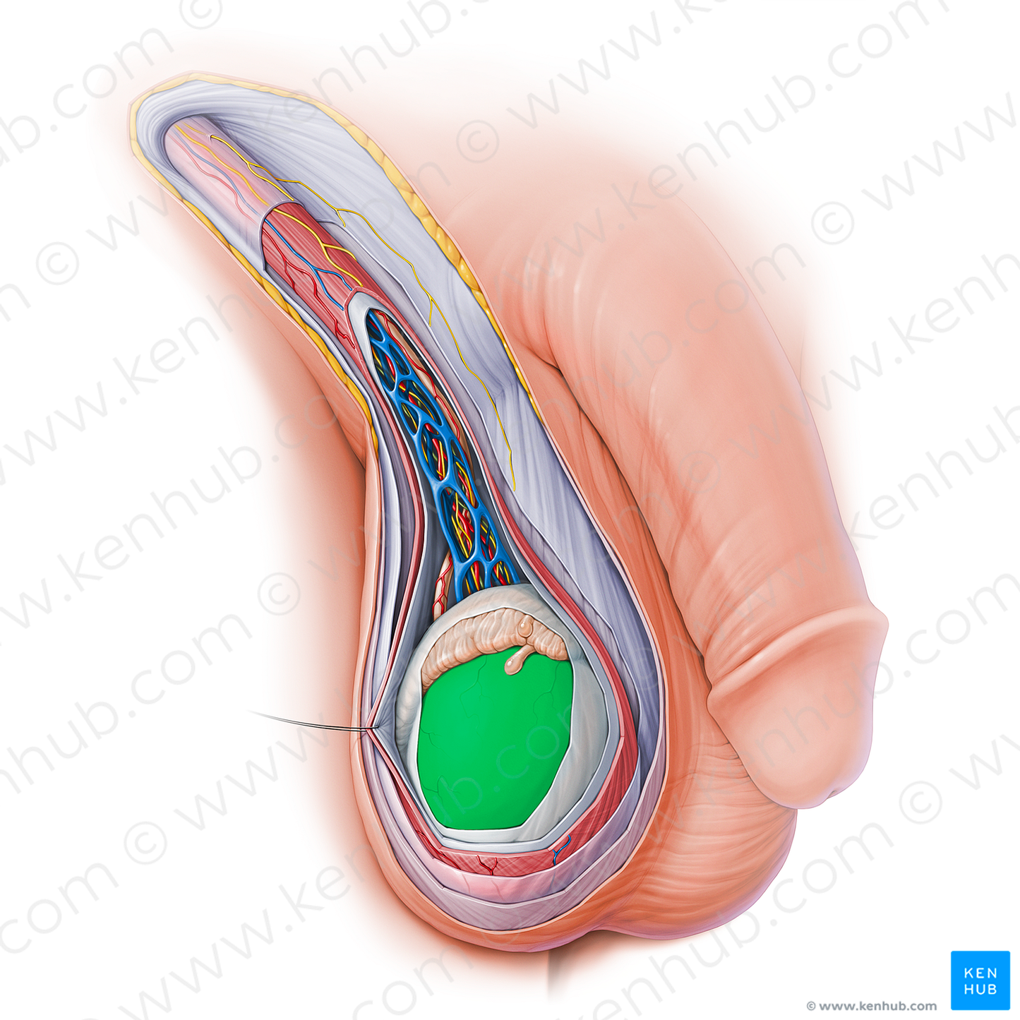 Tunica albuginea of testis (#18801)
