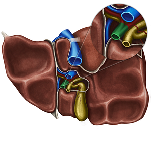 Proper hepatic artery (#1354)