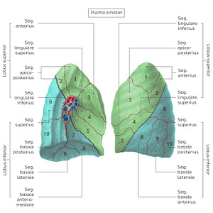 Bronchopulmonary segments (Left lung) (Latin)