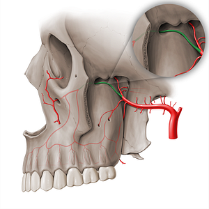 Infraorbital artery (#18457)