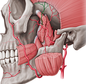 Anterior deep temporal artery (#1893)
