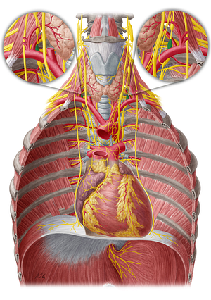 Inferior cervical ganglion (#20433)