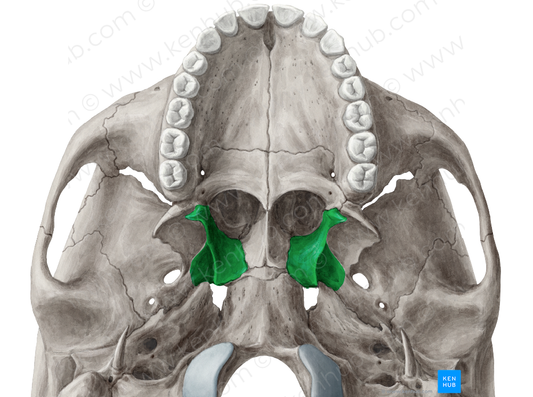 Medial plate of pterygoid process of sphenoid bone (#4398)