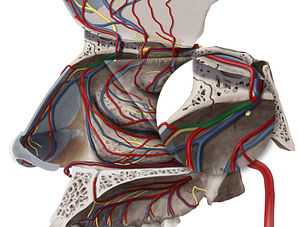 Anterior lateral nasal branches of anterior ethmoidal artery (#8512)
