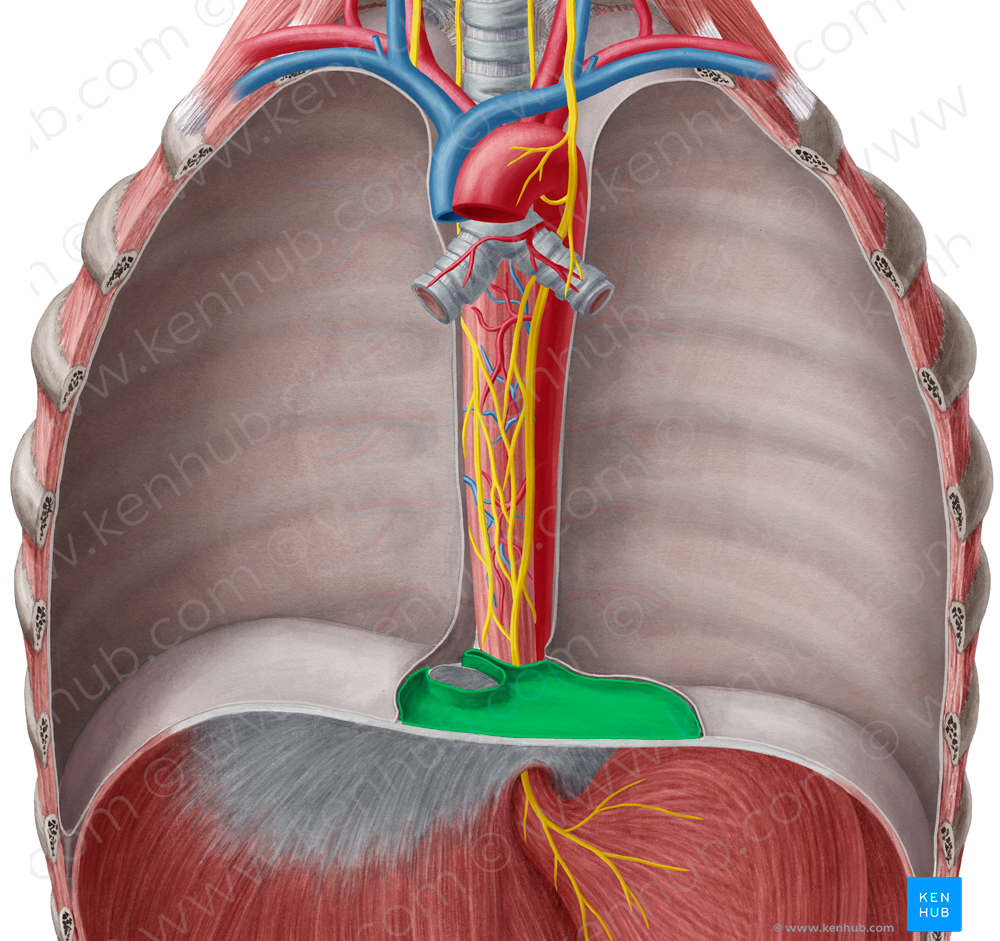 Pericardium (#7856)