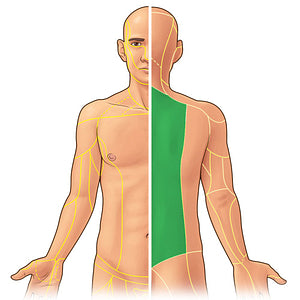 Posterior rami of spinal nerves T1-T12 (#21936)