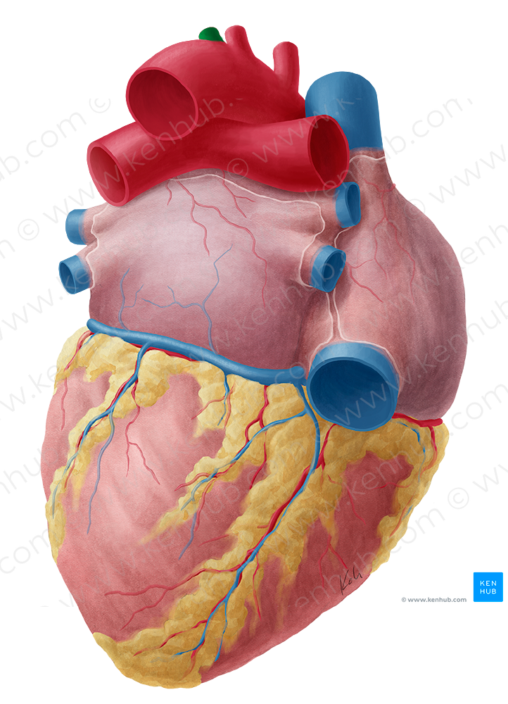 Left subclavian artery (#1827)