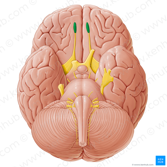 Olfactory bulb (#21285)