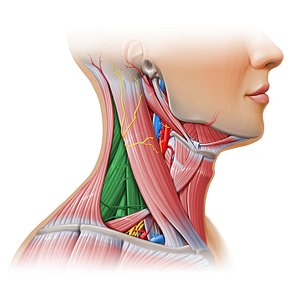 Occipital triangle (#17940)