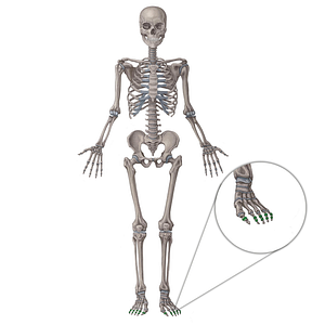 Interphalangeal joints of foot (#2037)