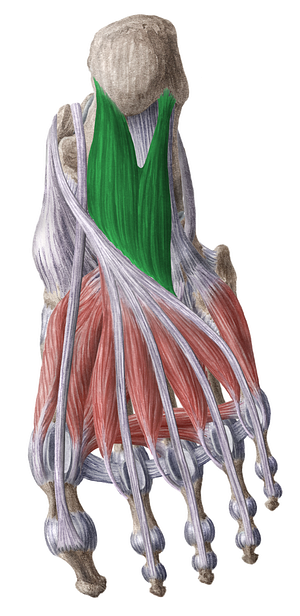 Quadratus plantae muscle (#5822)