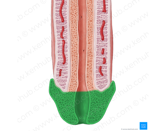 Glans penis (#4149)