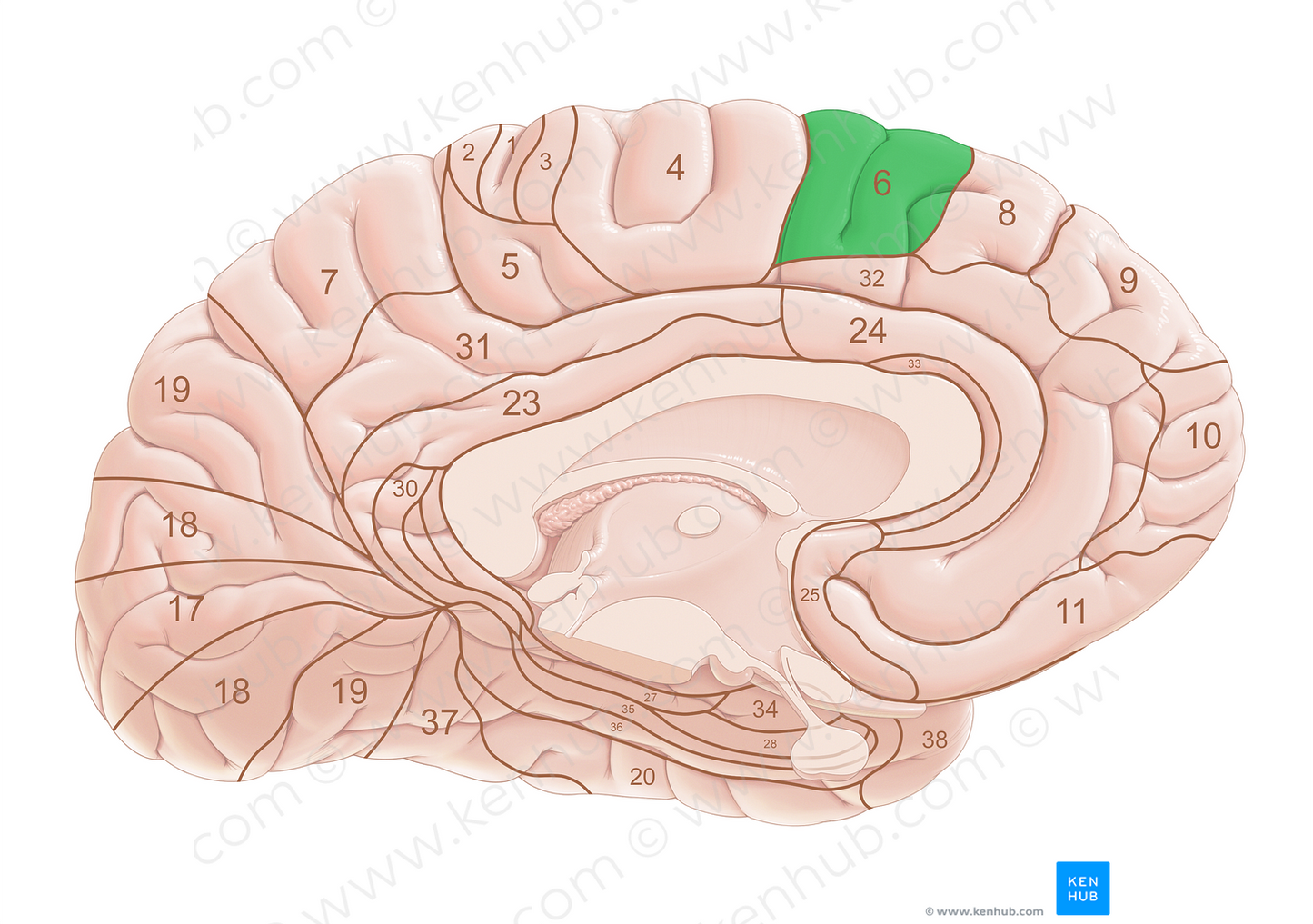 Brodmann area 6 (#18012)