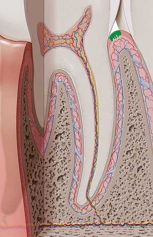 Marginal gingiva (#7730)