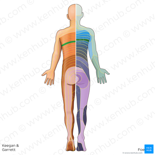 T6 dermatome (#20808)