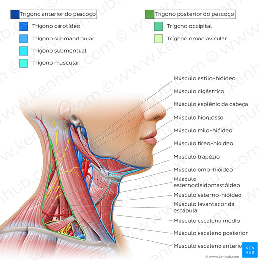 Triangles of the neck (Portuguese)