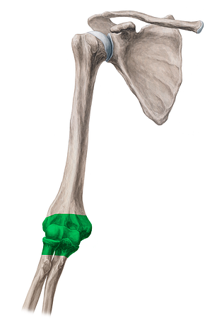 Elbow joint (#149)