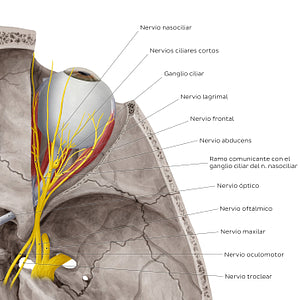 Nerves of orbit (Superior view) (Spanish)