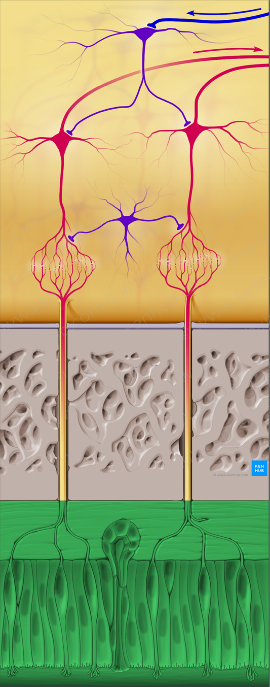 Olfactory part of nasal mucosa (#5114)